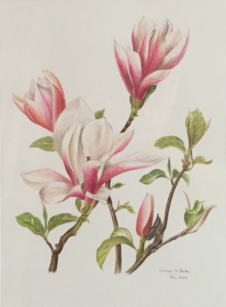 Aquarelle branche et fleur de magnolia