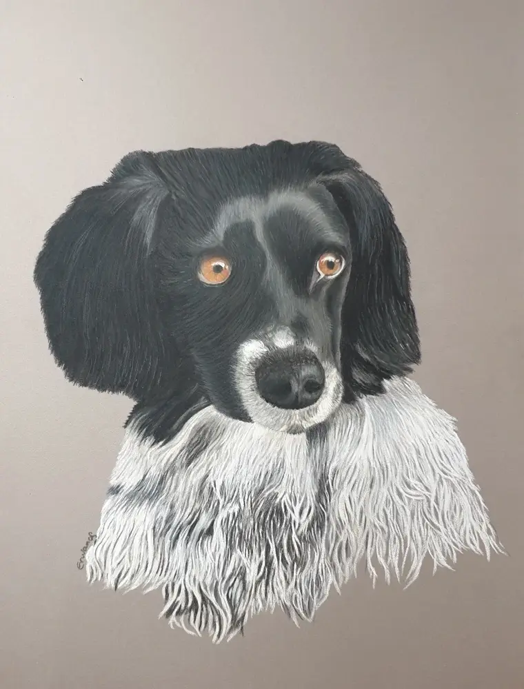 Pastel d'Eazy, epagneul breton