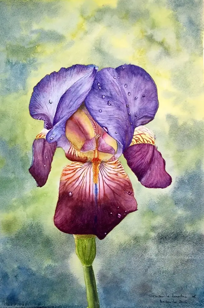 Aquarelle iris avec gouttes d'eau