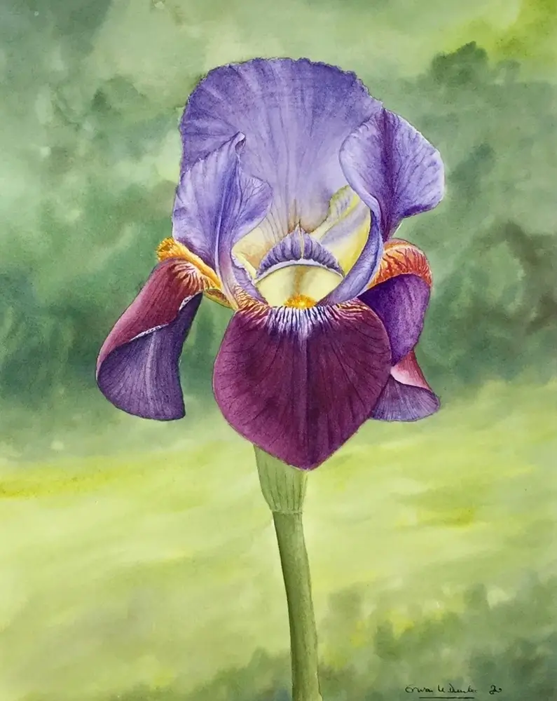 Aquarelle iris juliette
