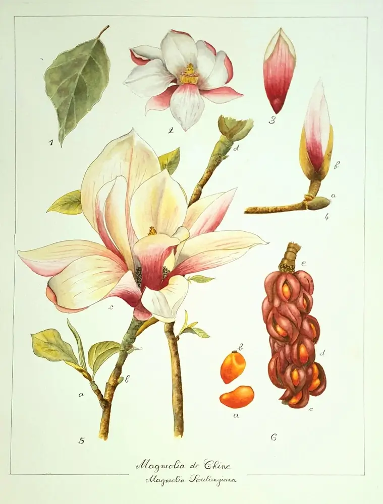 Aquarelle planche botanique Magnolia