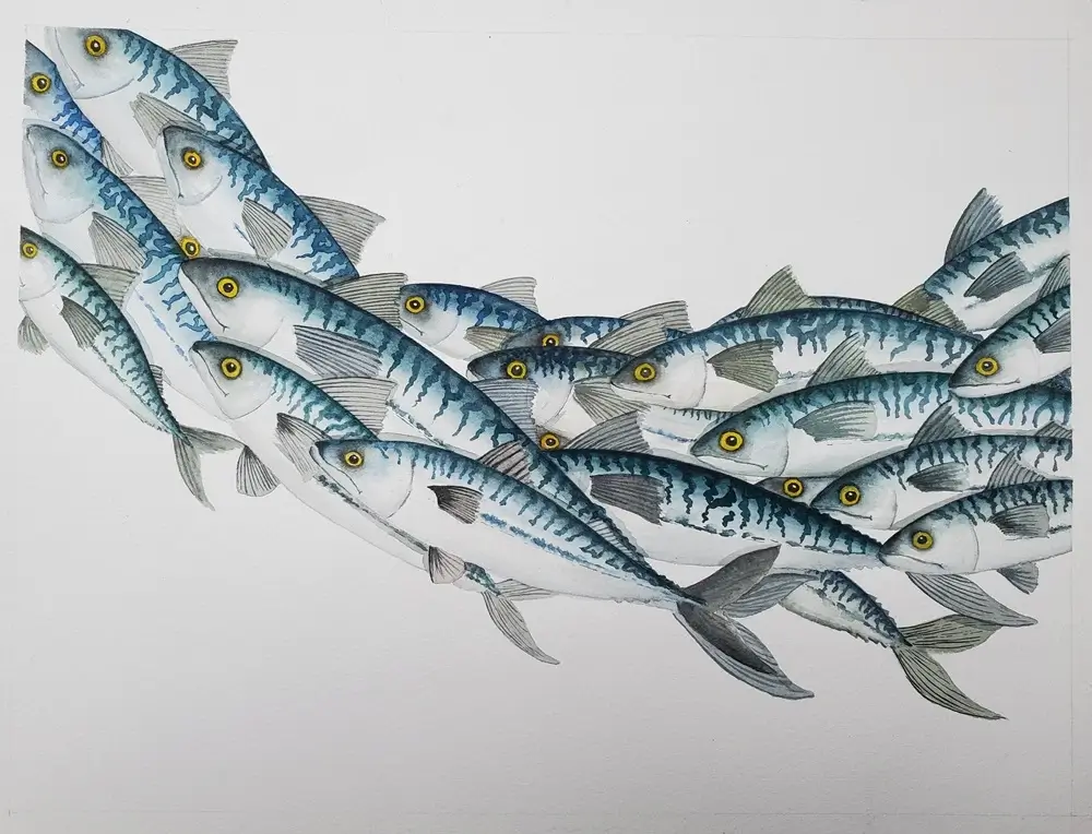 Aquarelle finale les maquereaux