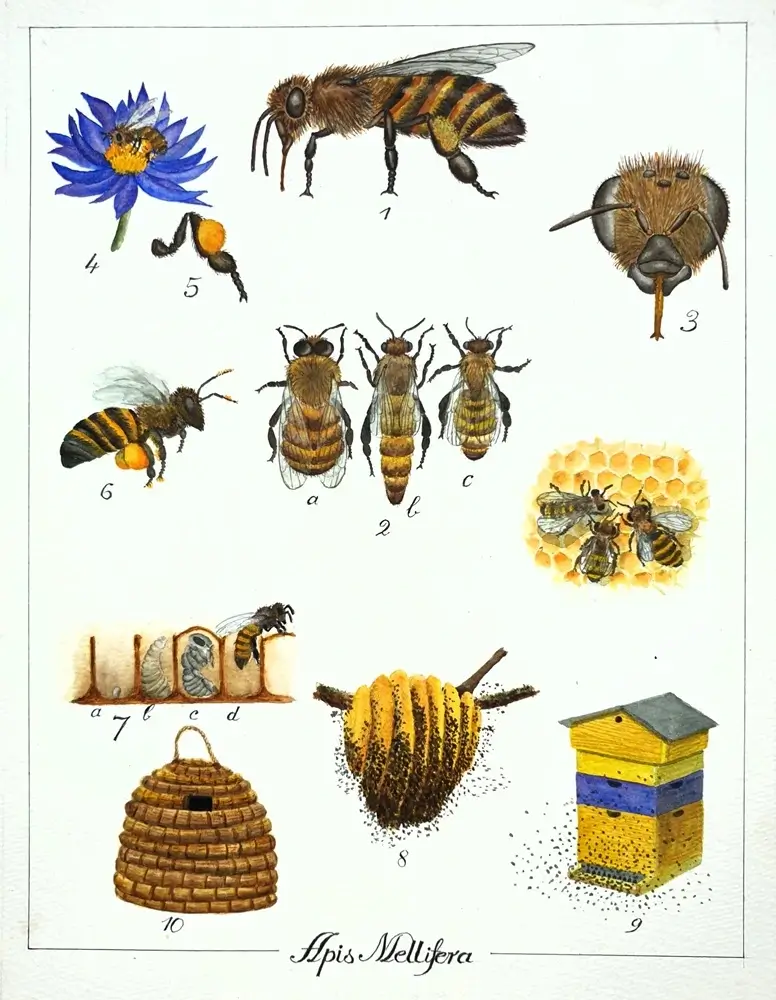 Aquarelle planche naturaliste abeilles