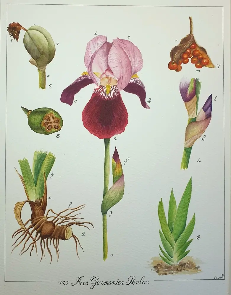 Aquarelle botanique Iris