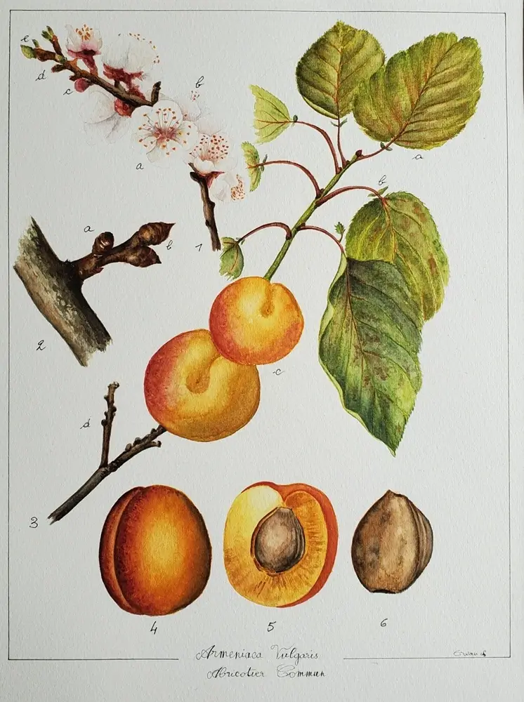 Aquarelle botanique abricotier