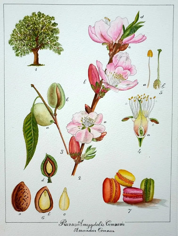 Aquarelle planche botanique amandier