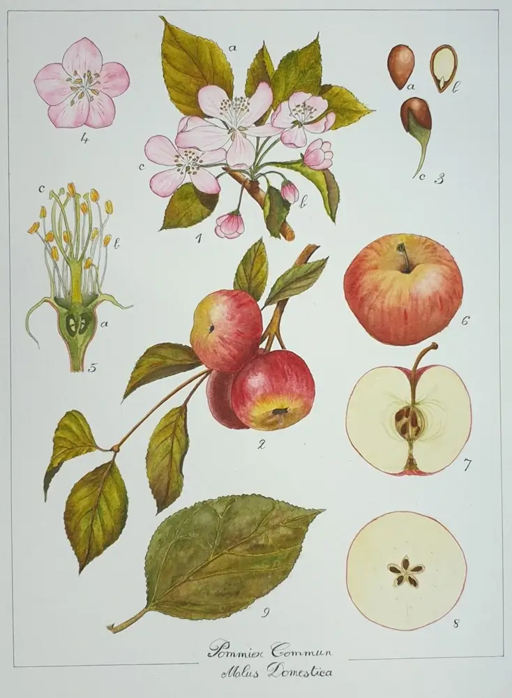 Aquarelle botanique pommier