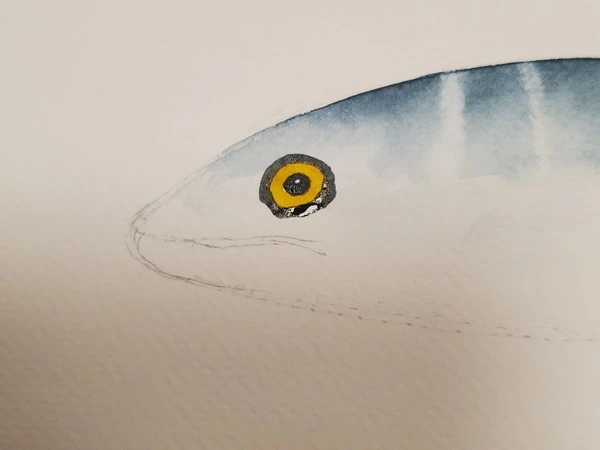 Tuto aquarelle - réalisation du contour de l'œil d'un maquereau