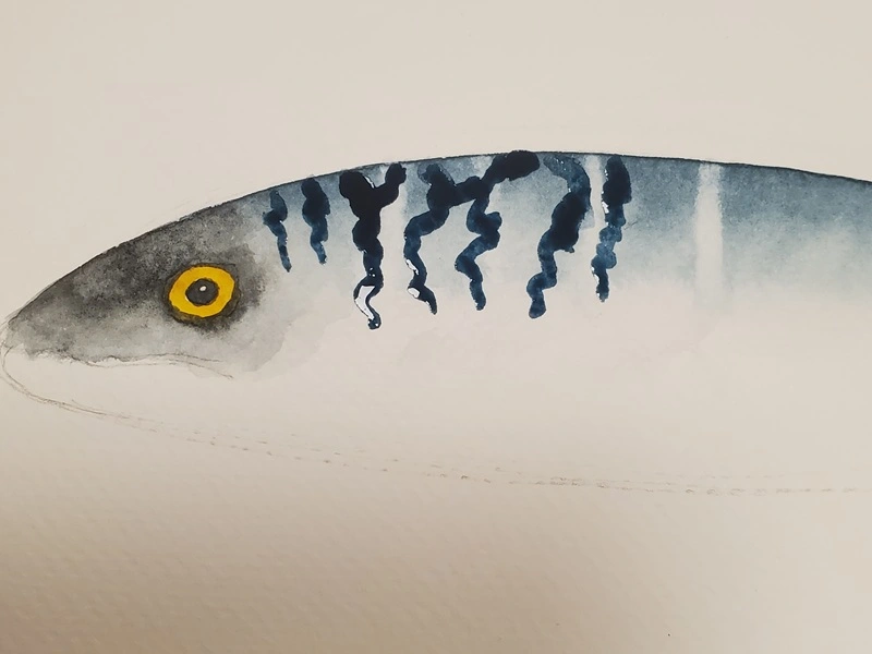 Tuto aquarelle - pose des zébrures sur le dos d'un maquereau