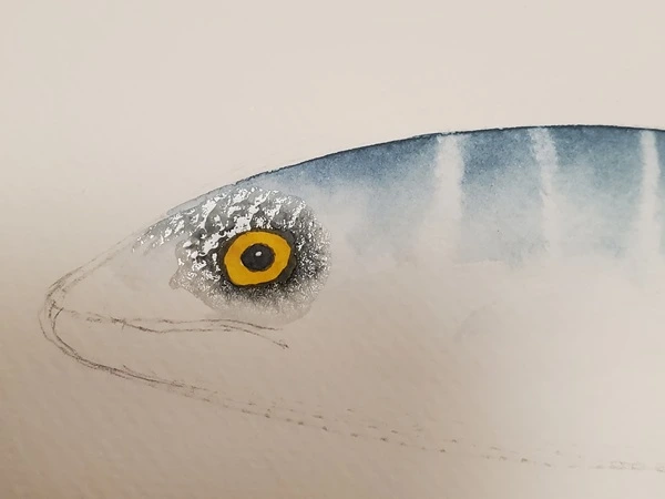 Tuto aquarelle - réalisation de la fusion du contour de l'œil du maquereau