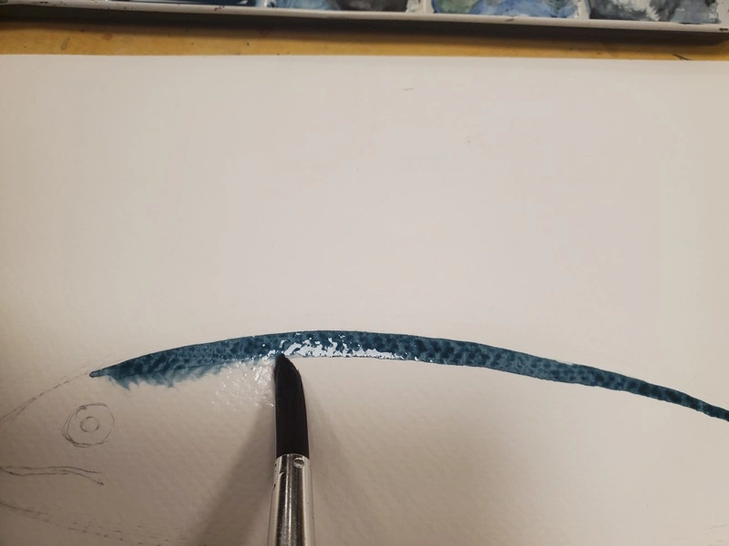 Tuto aquarelle - réalisation du fondu du dos du maquereau