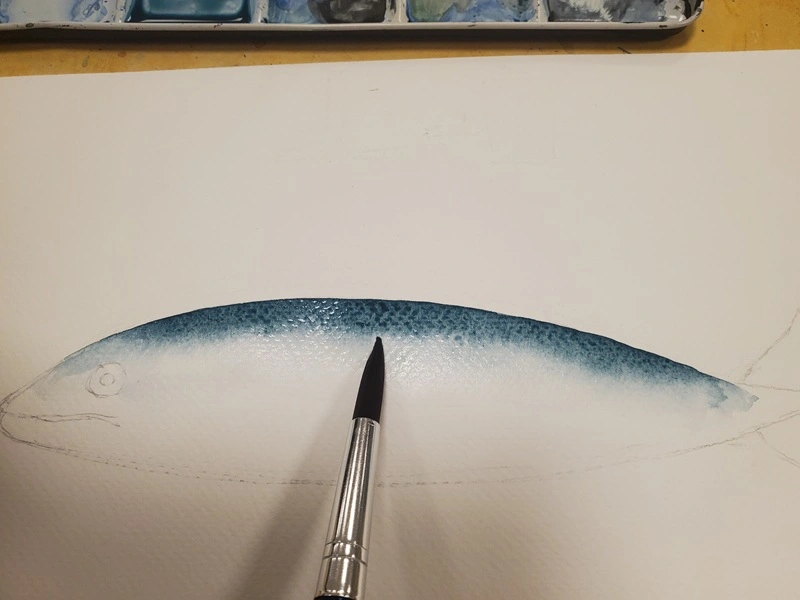 Tuto aquarelle - résultat du dégradé de couleur sur le dos du maquereau