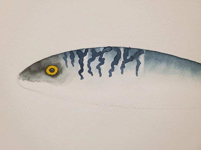 Tuto aquarelle - pose des zébrures sur le dos d'un maquereau, résultat