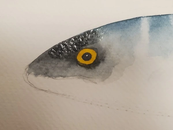 Tuto aquarelle - réalisation de l'œil du maquereau, fondu du tour de l'oeil