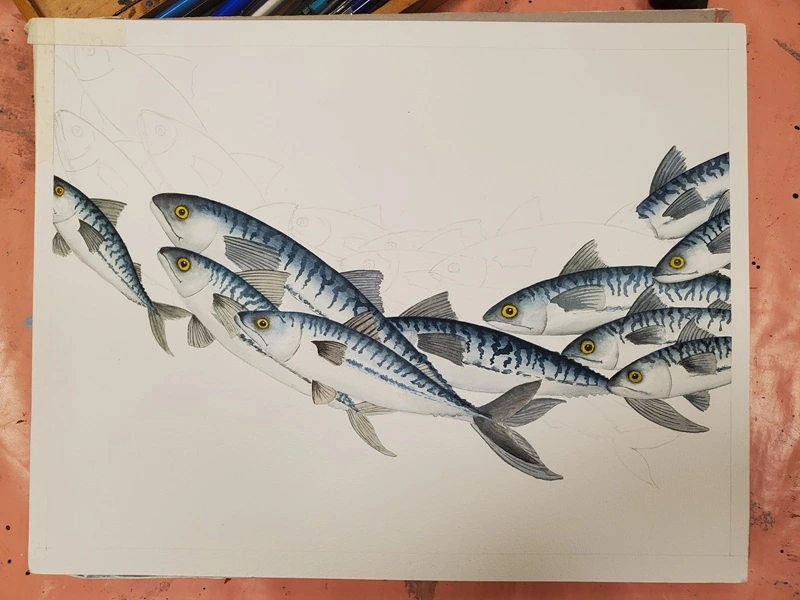 Aquarelle en cours, stade dix maquereaux