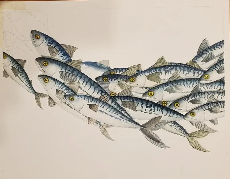 Aquarelle en cours, stade douze maquereaux