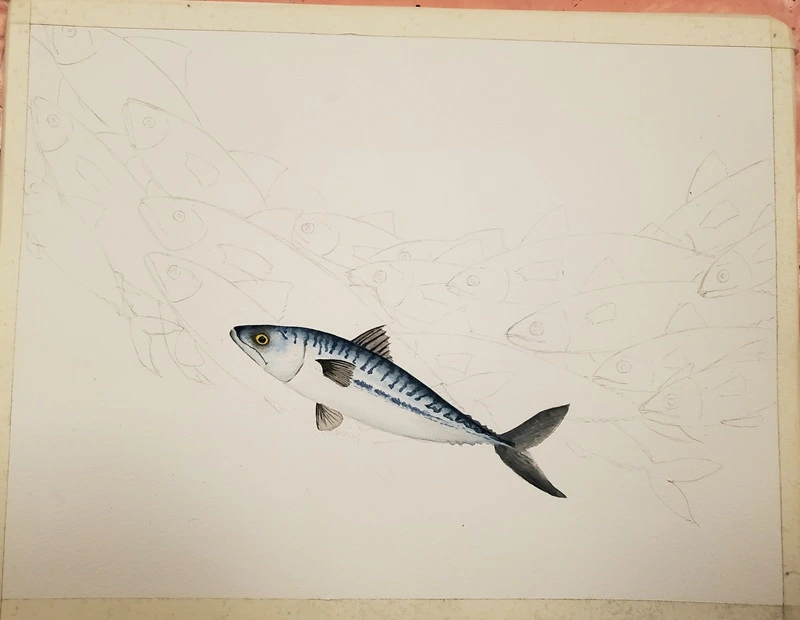 Aquarelle en cours, stade un maquereau