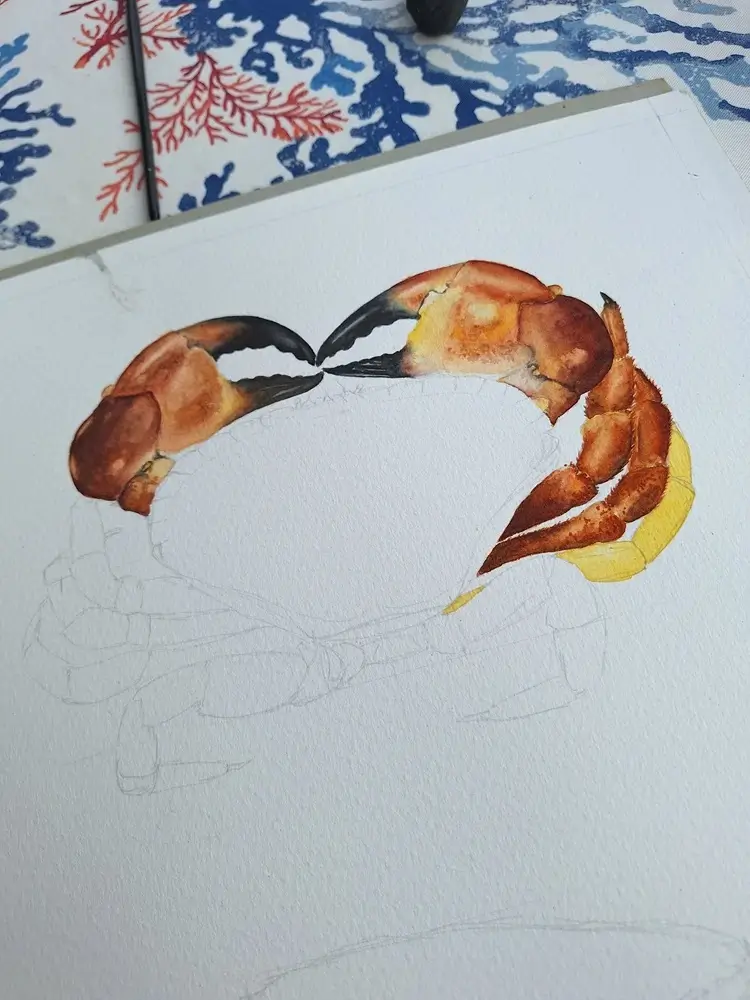 En cours de crabe à l'aquarelle, étape 3