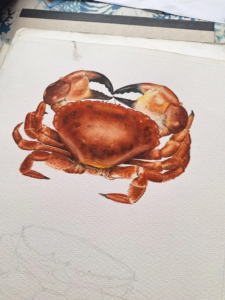 En cours de crabe dormeur à l'aquarelle