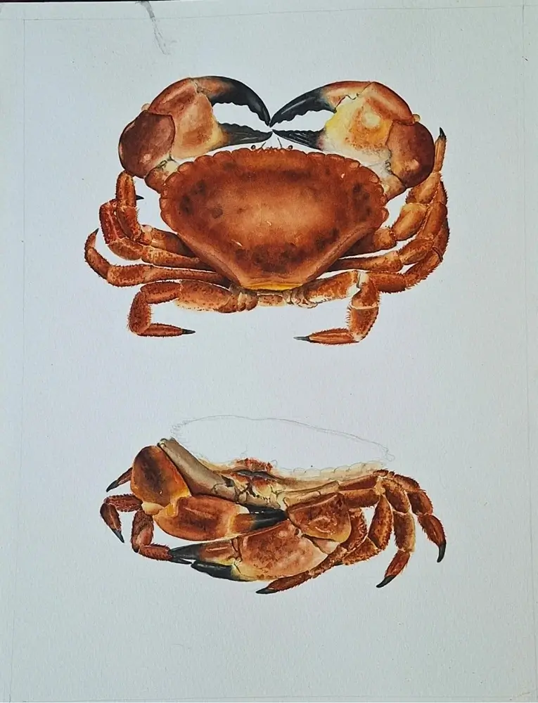 En cours , aquarelle Tourteau étape 7