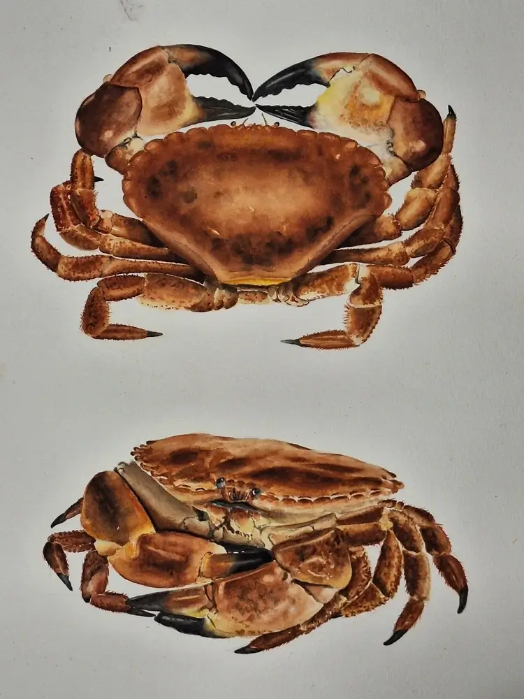 Aquarelle de tourteaux, vue de dessus et vue de face